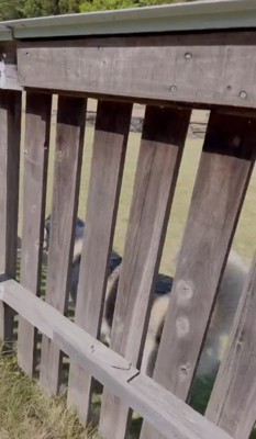 フェンス沿いに歩いている犬