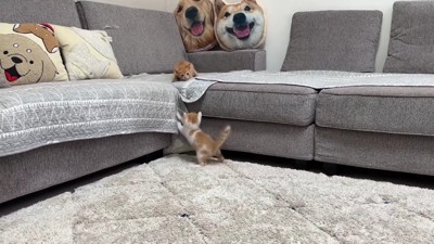 遊び盛りな2匹の子猫