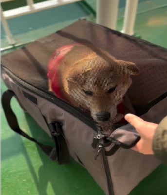 ダストボックスで待つ犬