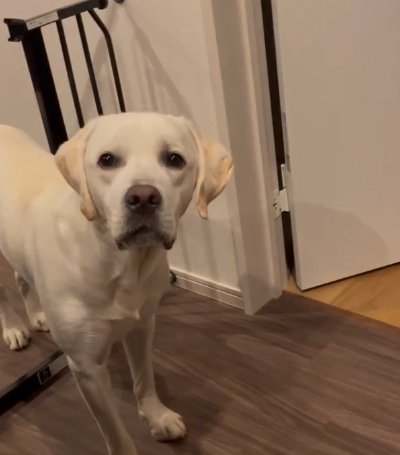 飼い主を見つめる大型犬