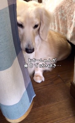 反省する犬