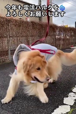 回転するハルクちゃん♪