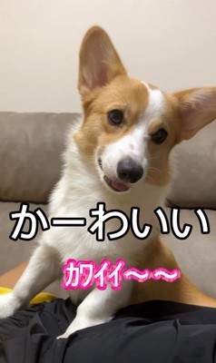 笑顔のコーギー