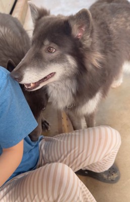 アピールするウルフドッグ