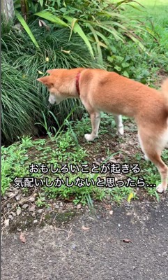 草むらが気になるコロちゃん2