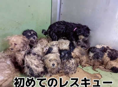 赤ちゃん犬を家族に迎えるまで