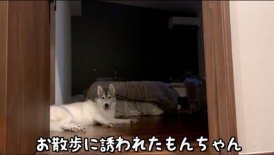 床に寝転がる犬