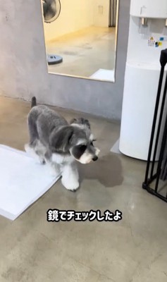 トリミング後のなぎちゃん8