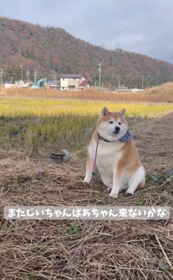 寂しそうな柴雄くん