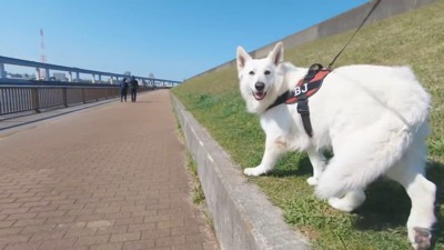 BJくんが彼女さんに気づくか検証