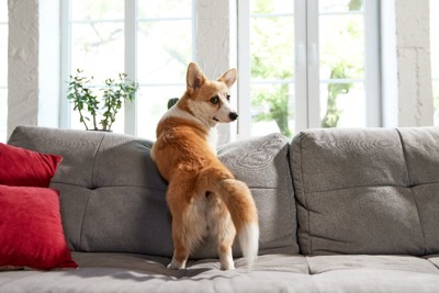 ソファに登る犬