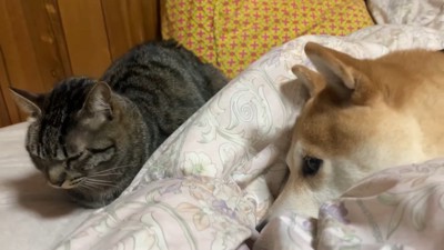 ももちゃんのそばでリラックス
