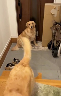 離れていく犬と座っている犬