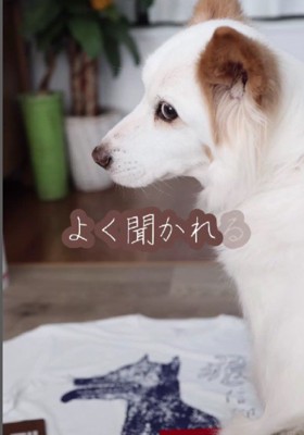 保護犬のまるこちゃんは…