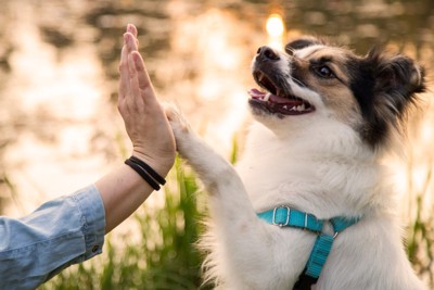 手を合わせる人と犬