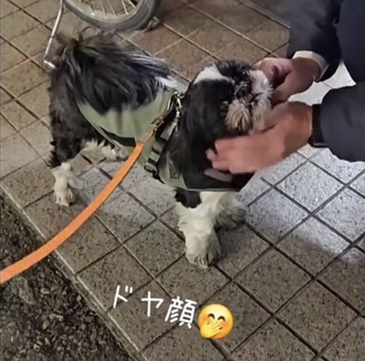 満足そうな顔の犬