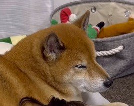 眠たそうな目をしている犬