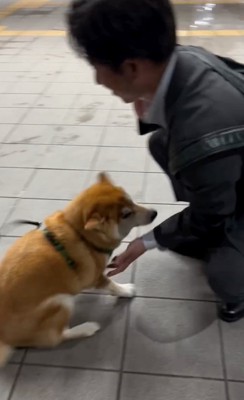 パパに近づく柴犬