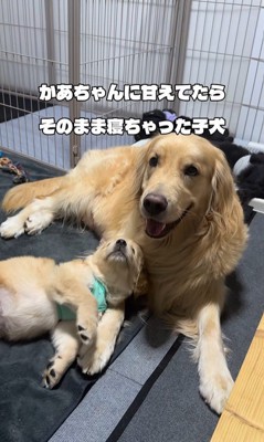 たのちゃんと赤ちゃん犬2