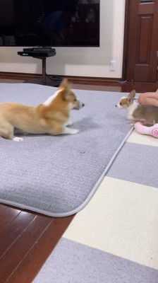 伏せをして子犬を見つめる成犬