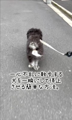 綱吉くんを止める方法2
