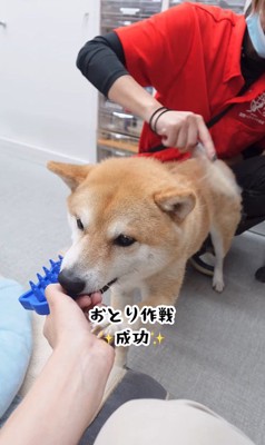 ブラッシング中のフクちゃん6