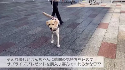 自分で荷物を運ぶぼんちゃん