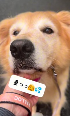 首輪を引っ張られても散歩を拒否する大型犬