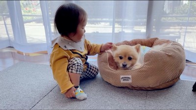 犬の傍に座る赤ちゃん