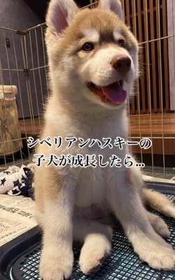 子犬のころの茶々丸くんは…