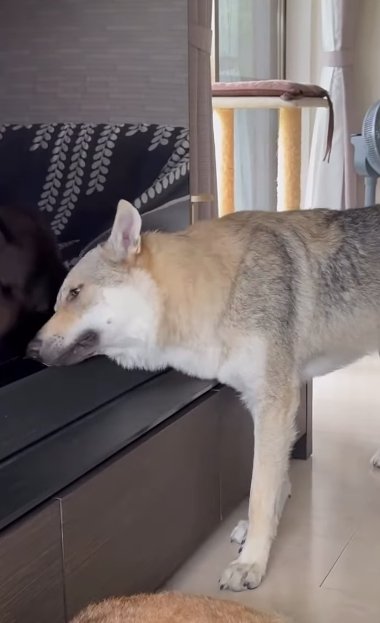 テレビの液晶に頬をくっつけているチェコスロバキアンウルフドッグ