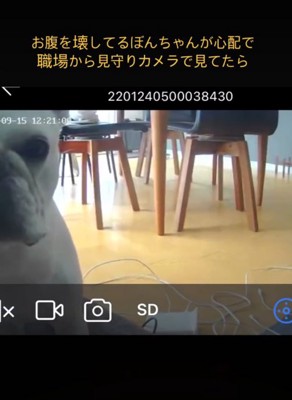 犬の顔半分