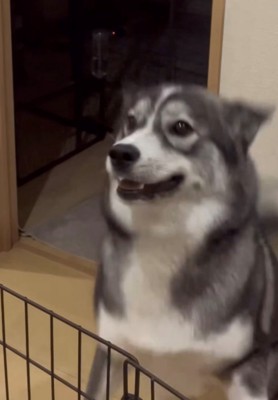 ジャンプして喜ぶ犬