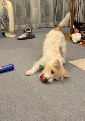 楽しそうに遊んでいます♪