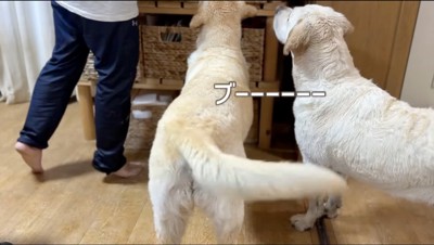 女性におやつをもらう2匹の犬