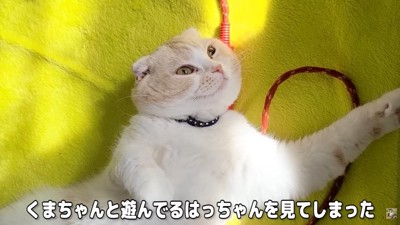 はっちゃんがぬいぐるみを可愛がる場面を目撃