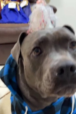 お誕生日に浮かれ気味のあおい君♪