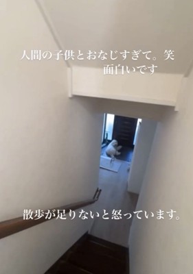 階段をのぼる飼い主