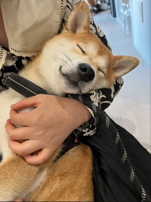 人間の赤ちゃんのように抱っこされている柴犬