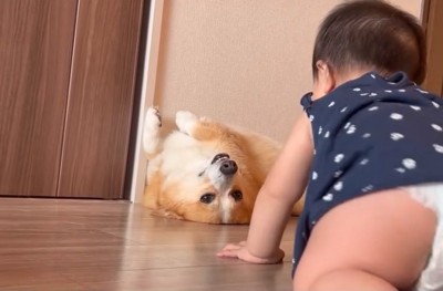 ハイハイを見守る犬