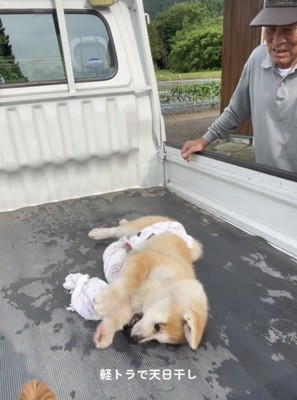 前足を伸ばして転がる犬