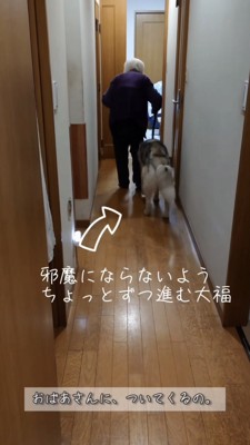 おばあちゃんの邪魔にならないよう歩くハスキー