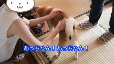 撫でる女性から離れていく柴犬