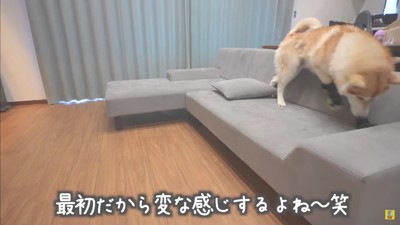 初めて靴を履いたにこちゃん