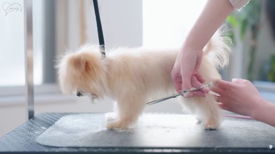 伸びた毛をカットします