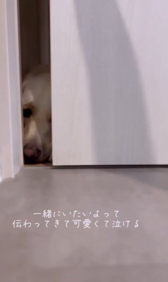 飼い主さんを待っていたポノくん2