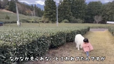 のどかな道を進む犬と子ども