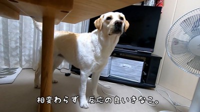 食べる気満々！