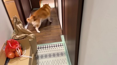 リビングへと猛ダッシュ!