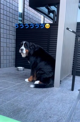 泣き止まないララちゃん